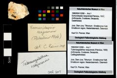 Foto (Objekt + Etikett) von Tuberosagalathea neojurensis (Patrulius, 1959)  (NHMW-GEO-1990-0041-3268)